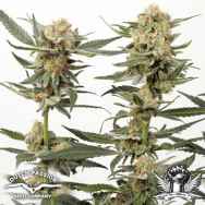 Dutch Passion Seeds Ortega Indica